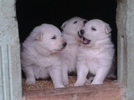 Weißer Schäferhund-Welpen- suchen sofort  neues Zuhause