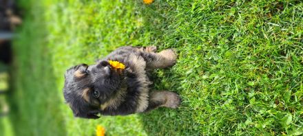Schäferhund Welpen reinrassig