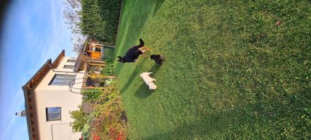 Schäferhund Welpen reinrassig