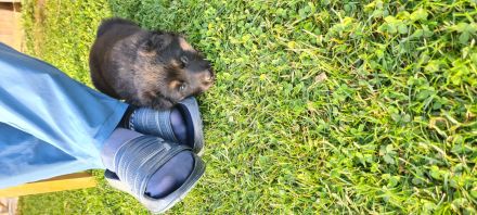 Schäferhund Welpen reinrassig