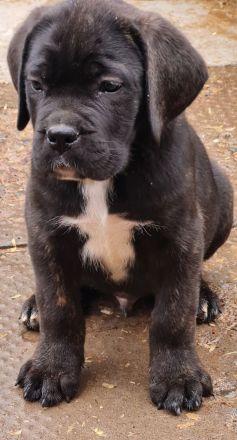 Cane Corso welpen