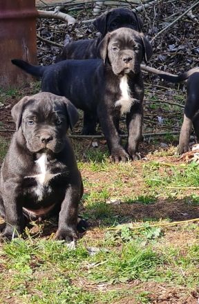 Cane Corso welpen
