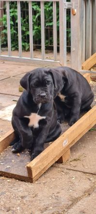 Cane Corso welpen