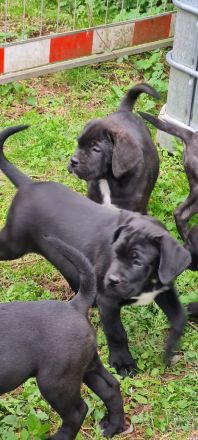Cane Corso welpen