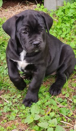 Cane Corso welpen