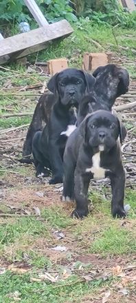 Cane Corso welpen