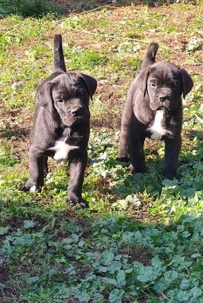 Cane Corso welpen