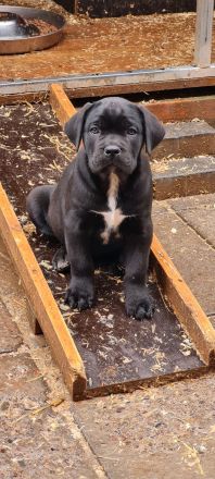 Cane Corso welpen