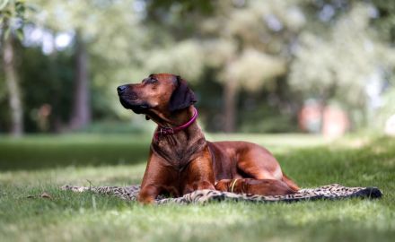 Rhodesian Ridgeback Welpen Wurfankündigung Juni 2026