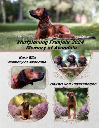 Rhodesian Ridgeback Welpen Wurfankündigung