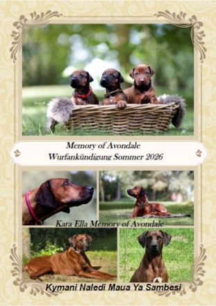 Rhodesian Ridgeback Welpen Wurfankündigung Juni 2026