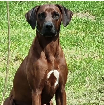 Rhodesian Ridgeback Welpen Wurfankündigung Juni 2026