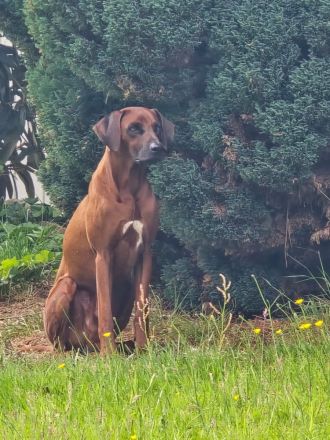 Rhodesian Ridgeback Welpen Wurfankündigung Juni 2026