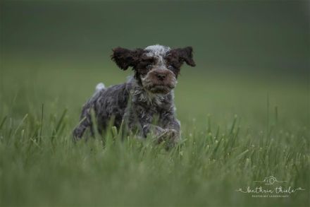 Lagotto Romagnolo Welpen