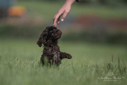 Lagotto Romagnolo Welpen