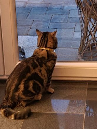 Exotic Shorthair Jungkater