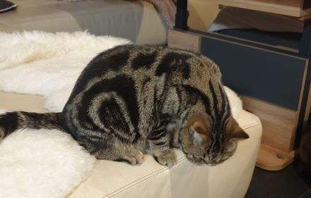 Exotic Shorthair Jungkater