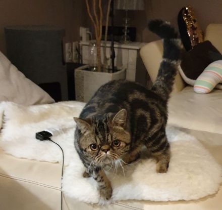 Exotic Shorthair Jungkater