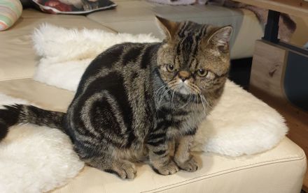 Exotic Shorthair Jungkater