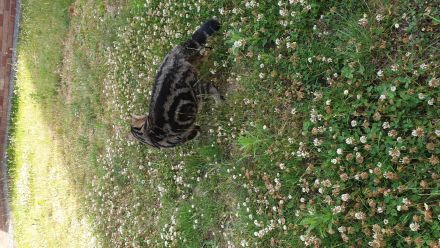 Exotic Shorthair Jungkater