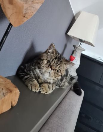 Exotic Shorthair Jungkater