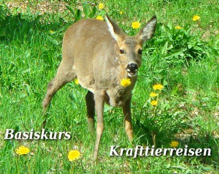 Tierkommunikation: Krafttierreise 17/18 August 2024 Niedersachsen
