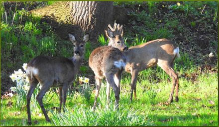 Tierkommunikation: Krafttierreise 17/18 August 2024 Niedersachsen