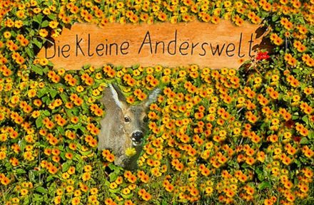 Tierkommunikation: Krafttierreise 17/18 August 2024 Niedersachsen