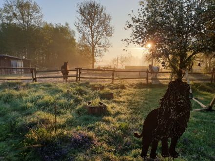 Tierkommunikation: Krafttierreise 17/18 August 2024 Niedersachsen