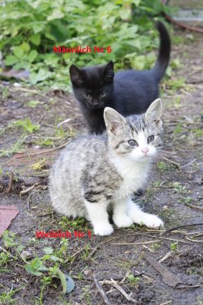 Katzen Kater Abzugeben