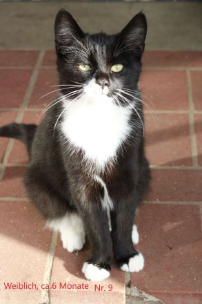 Katzen Kater Abzugeben