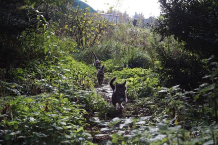 Katzen Kater Abzugeben