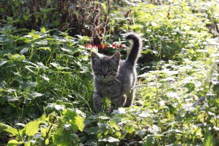 Katzen Kater Abzugeben