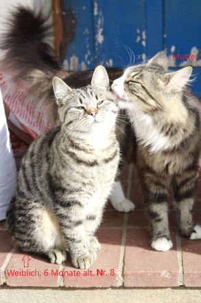 Katzen Kater Abzugeben