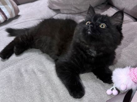 Wunderschönes Kätzchen