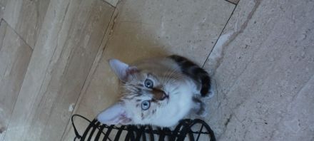 6 bengalischen kitten