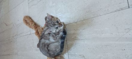 6 bengalischen kitten