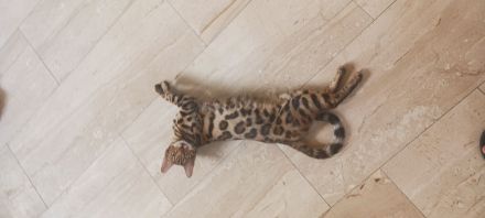 6 bengalischen kitten