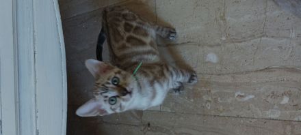 6 bengalischen kitten