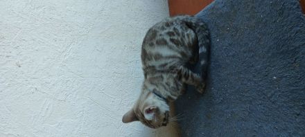 6 bengalischen kitten