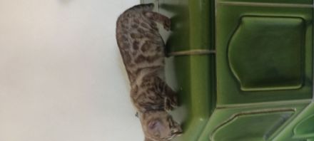6 bengalischen kitten