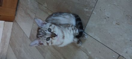 6 bengalischen kitten