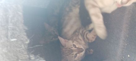 6 bengalischen kitten