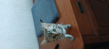 6 bengalischen kitten