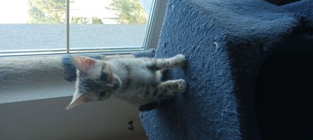 6 bengalischen kitten