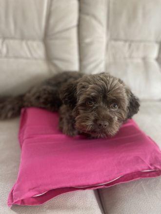 Bolonka sucht Hundedame;) Deckrüde