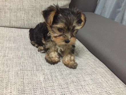 Zuckersüße Mini Yorkshire Terrier Welpen