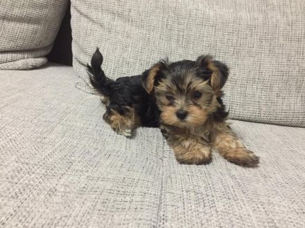 Zuckersüße Mini Yorkshire Terrier Welpen