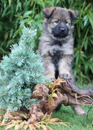 Altdeutsche Schäferhundwellpen