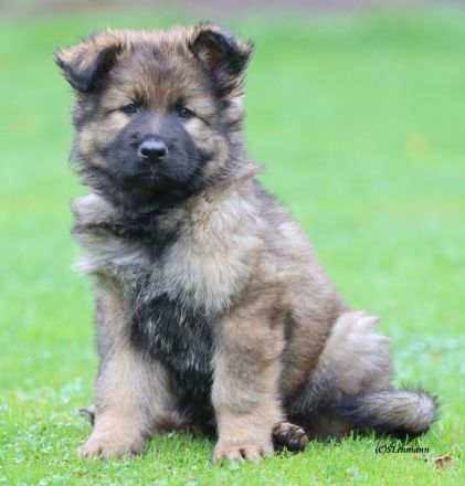 Altdeutsche Schäferhundwellpen